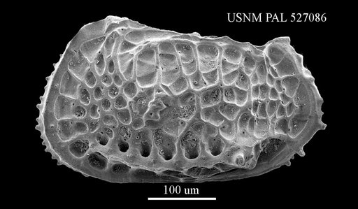 Poseidonamicus sp. 1