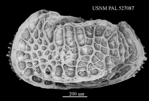 Poseidonamicus major Benson, 1972