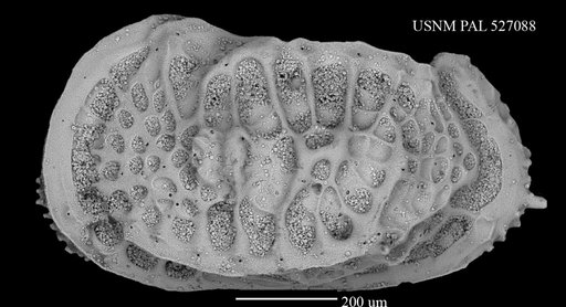 Poseidonamicus sp. 5