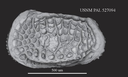 Poseidonamicus miocenicus Benson in Benson & Peypouquet, 1983
