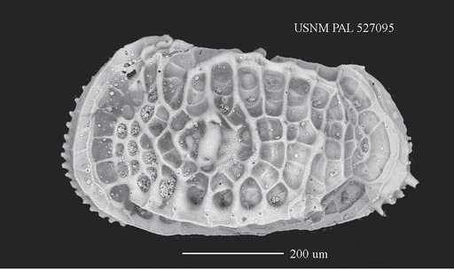 Poseidonamicus riograndensis Benson in Benson & Peypouquet, 1983
