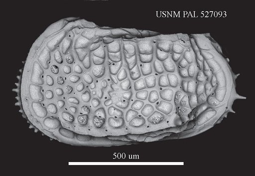 Poseidonamicus pintoi Benson, 1972