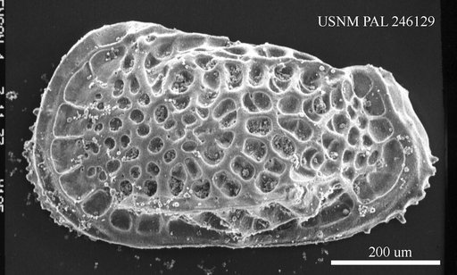 Poseidonamicus sp