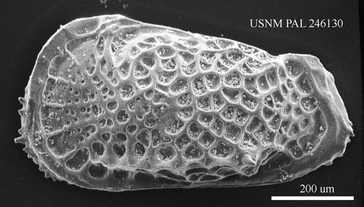 Poseidonamicus sp