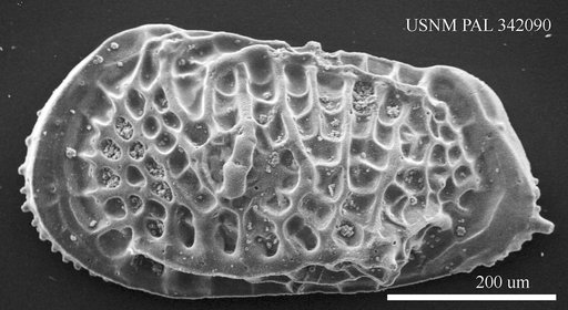 Poseidonamicus sp
