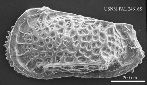 Poseidonamicus sp