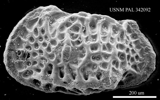 Poseidonamicus sp