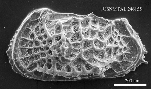 Poseidonamicus sp