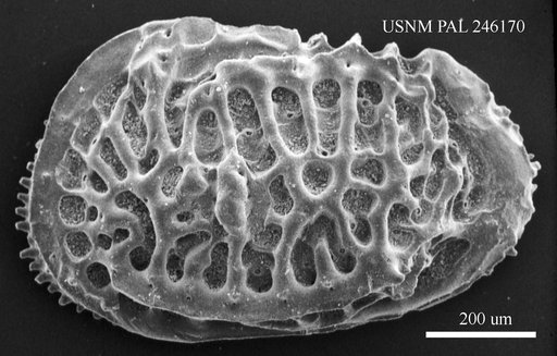 Poseidonamicus sp