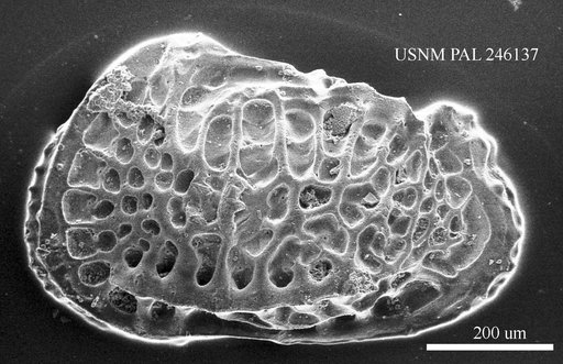 Poseidonamicus sp