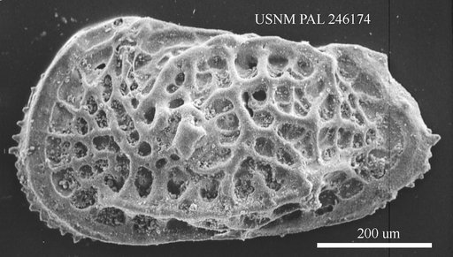 Poseidonamicus sp