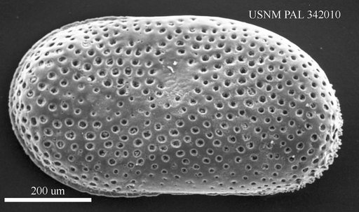 Cytherella alvearium Bonaduce et al., 1975