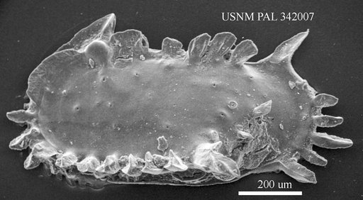 Pterygocythereis jonesii (Baird, 1850)