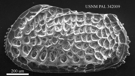 Bradleya sp.