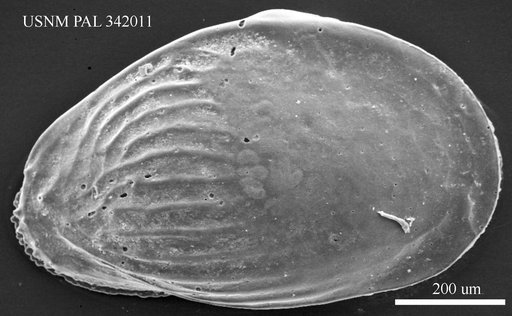 Quasibuntonia sp. 1