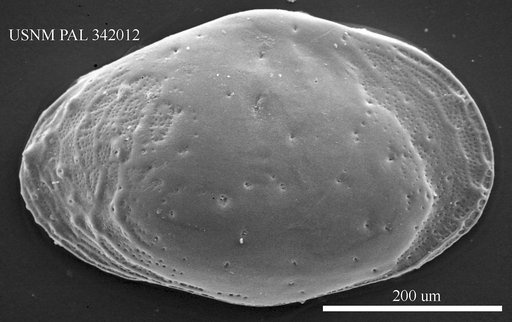 Buntonia sp. 1