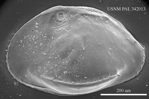 Incongruellina sp. 1