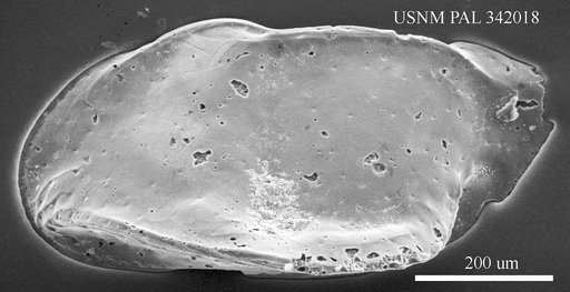 Monoceratina mediterranea Sissingh, 1972