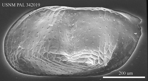 Monoceratina oblita Bonaduce et al., 1975