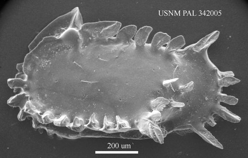 Pterygocythereis jonesii (Baird, 1850)