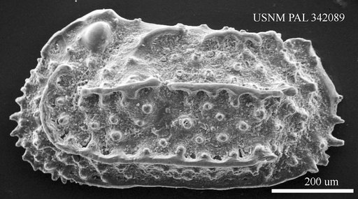 Carinocythereis bairdi