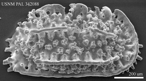 Carinocythereis antiquata Baird, 1850