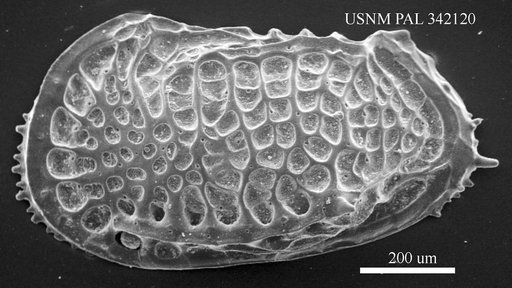 Poseidonamicus major Benson, 1972
