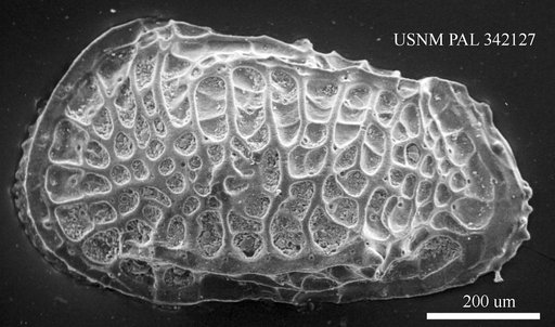 Poseidonamicus sp