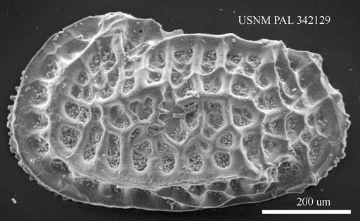 Bradleya sp.