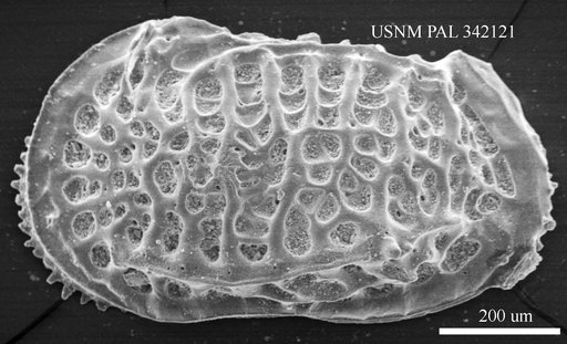 Poseidonamicus sp