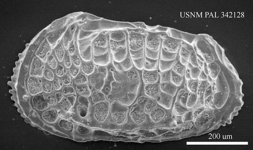 Poseidonamicus sp