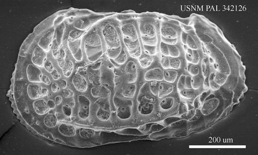 Poseidonamicus sp