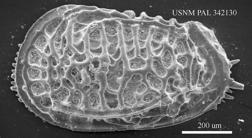 Poseidonamicus sp