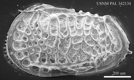 Poseidonamicus sp