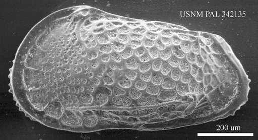 Poseidonamicus seminuda