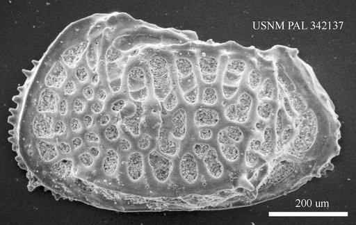 Poseidonamicus sp