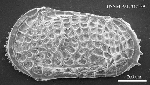 Poseidonamicus sp
