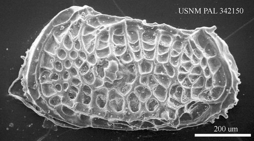 Poseidonamicus sp