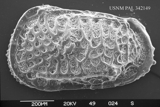 Poseidonamicus sp
