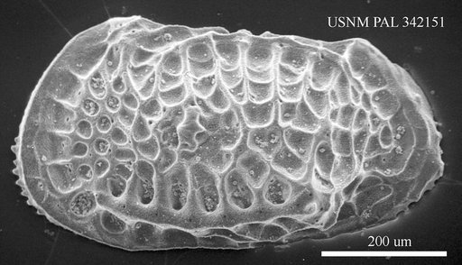 Poseidonamicus sp