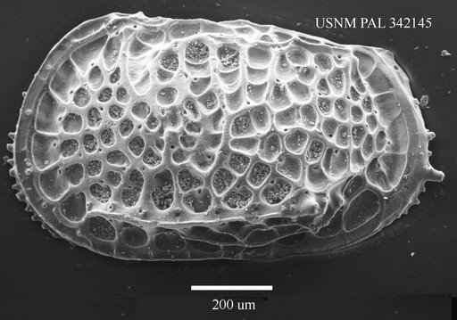 Poseidonamicus sp
