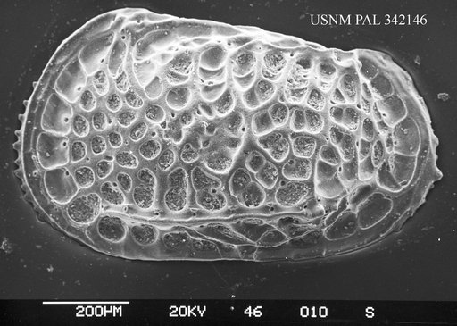 Poseidonamicus sp