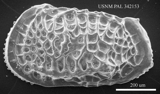 Poseidonamicus sp