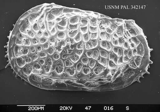Poseidonamicus sp