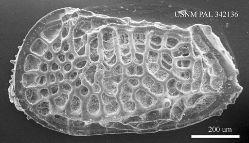 Poseidonamicus sp