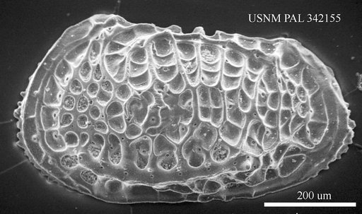 Poseidonamicus sp