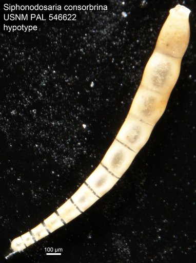 Siphonodosaria consorbrina (d'Orbigny, 1846)