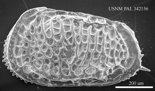 Poseidonamicus sp