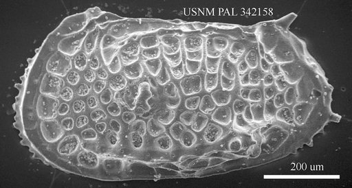 Poseidonamicus sp