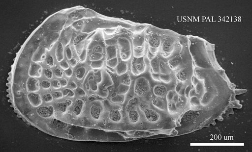 Poseidonamicus sp